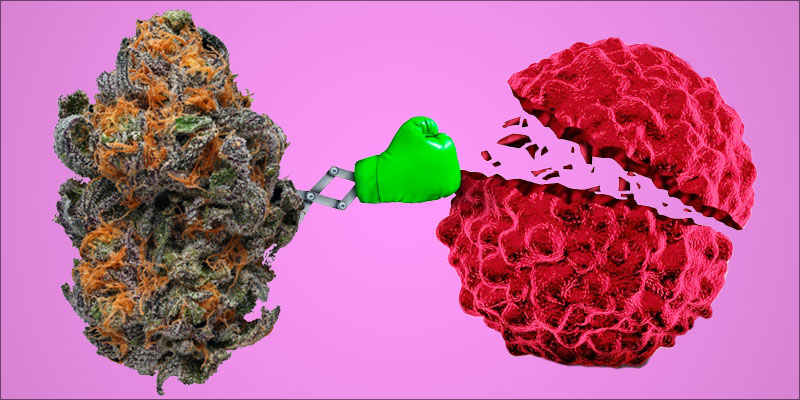 grafisk Ydmyg instinkt Både THC og CBD har udvist stærk kræfthæmmende aktivitet | Medicinsk  cannabis